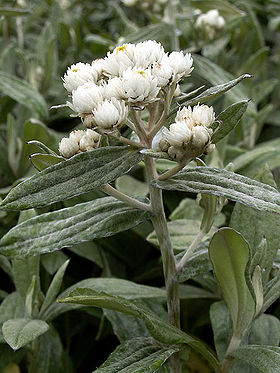 Tibetansk Perlekurv (Anaphalis triplinervis).