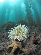 De nombreux animaux, comme les anémones de mer et les étoiles de mer vivent sur le fond de la forêt de kelp.