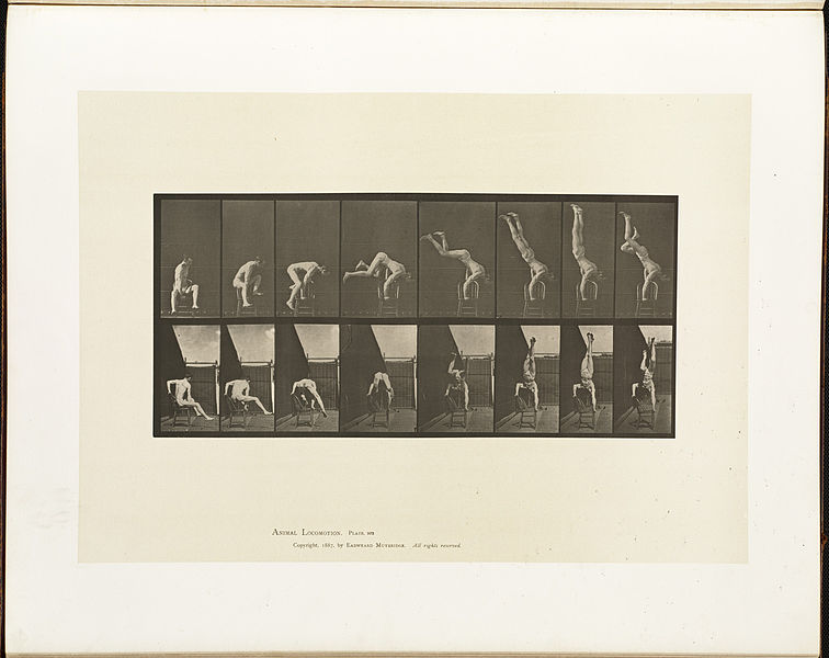 File:Animal locomotion. Plate 373 (Boston Public Library).jpg