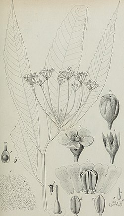Annales des Sciences Naturelles Botaniques (1841) (14746519461).jpg