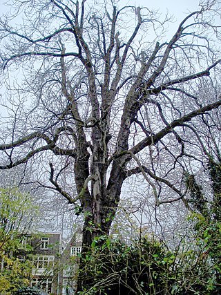 <span class="mw-page-title-main">Anne Frank tree</span> Horse chestnut plant near the Amsterdam annex in which the diarist hid