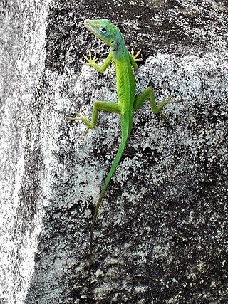 <i>Anolis marmoratus</i> Species of lizard