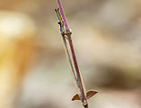 The damselfly-like adult Antlion