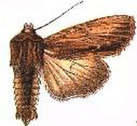 Apamea_cuculliformis