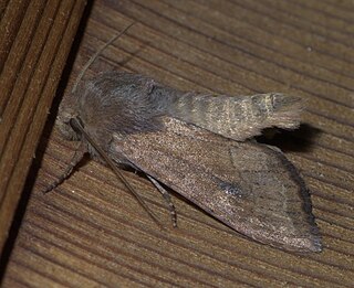 <i>Apamea inficita</i> Species of moth