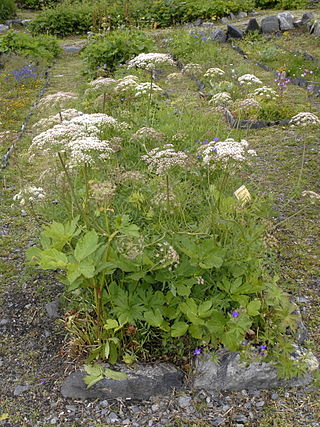 <i>Laserpitium</i> Genus of flowering plants