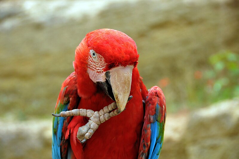 File:Ara chloropterus -Bioparc Zoo de Doue la Fontaine-8a.jpg