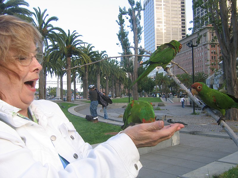 File:Aratinga erythrogenys -city -San Francisco-8n.jpg