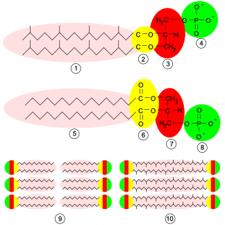 File:Archaea membrane.svg