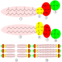 Thumbnail for File:Archaea membrane.svg