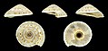 * Nomination Shell of a Partridge Sundial, Architectonica perdix --Llez 07:59, 18 November 2017 (UTC) * Promotion  Support Good quality.--Famberhorst 08:22, 18 November 2017 (UTC)