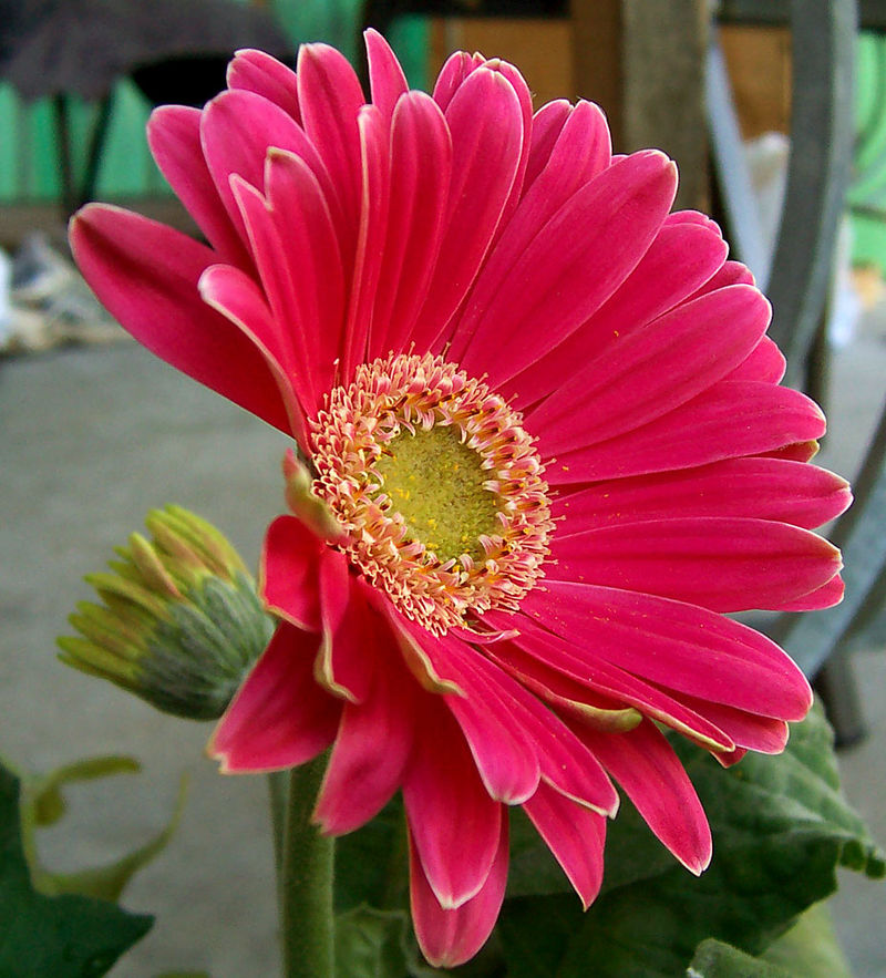 Gerbera - Wikipedia, la enciclopedia libre