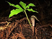 Arisaema kuratae