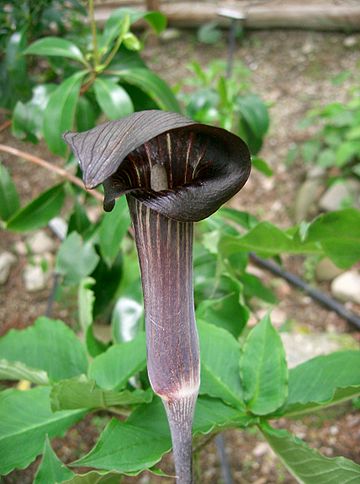 File:Arisaema serratum var mayebarae2.jpg