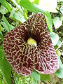 Calico flower Aristolochia elegans