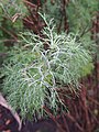 Artemisia abrotanum, Bylica boże drzewko, 2020-09-20