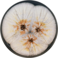 Aspergillus piperis growing on CYA plate