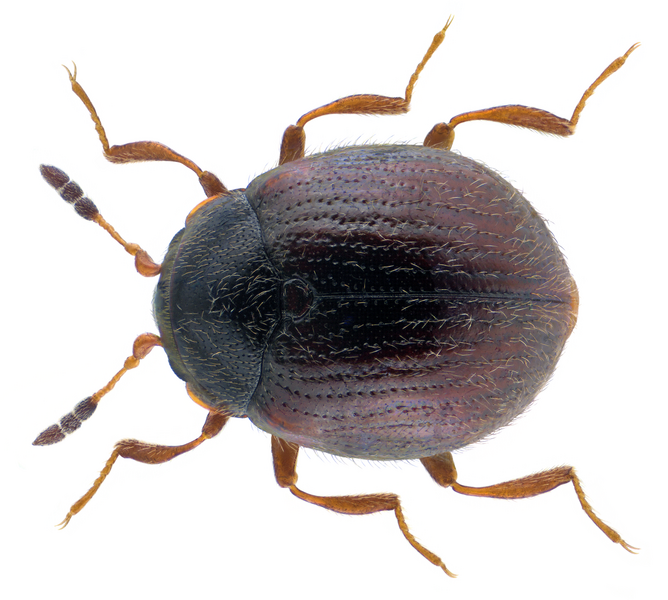 File:Aspidiphorus orbiculatus (Gyllenhal, 1808).png