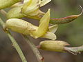 Astragalus curvicarpus (4050315180).jpg