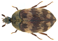 Attagenus trifasciatus Attagenus trifasciatus (Fabricius, 1787) (10362174403).png