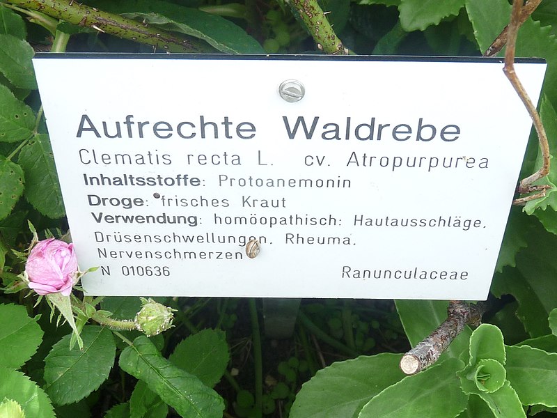 File:Aufrechte Waldrebe.jpg