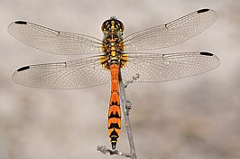 Austrothemis nigrescens