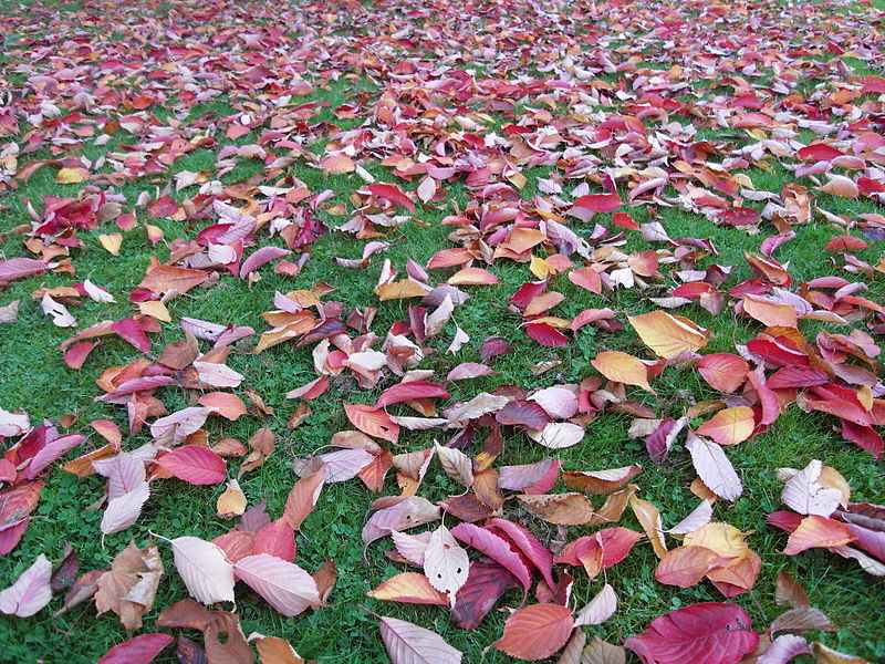 File:Autumn red leaves, 2013.JPG