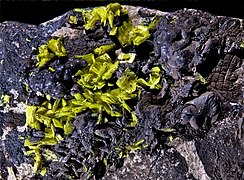 Autunite on Uraninite - Vénachat Mine, Limousin, France