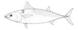 Auxis thazard thazard (frigate tuna).gif