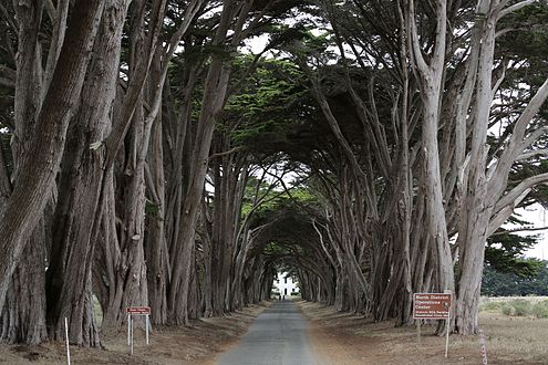 Allee in Point Reyes, CA