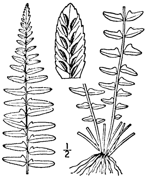 File:BB-0061 Asplenium platyneuron.png