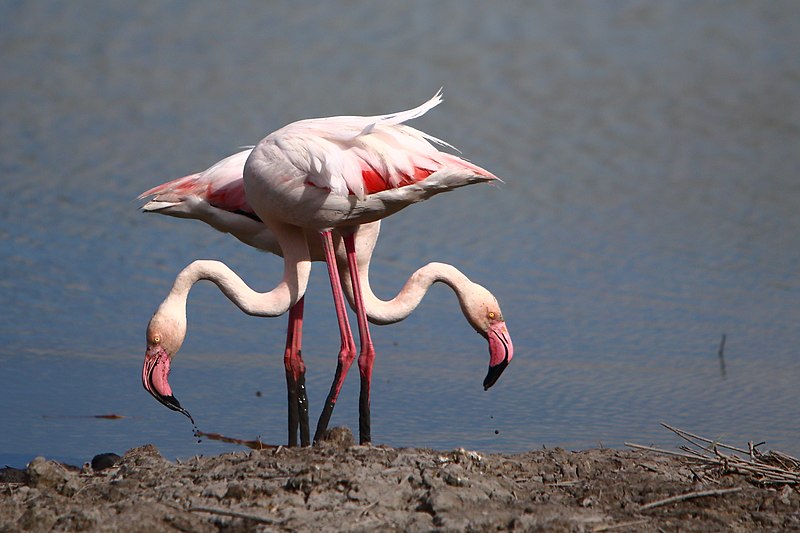 File:BH5U0203 flamants roses du Parc ornithologique du Pont de Gau en Camargue.jpg