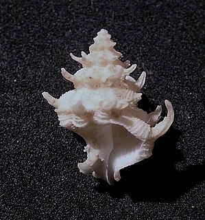 <i>Babelomurex couturieri</i> Species of gastropod