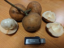 Baccaurea macrocarpa size comparison Baccaurea macrocarpa size comparison.jpg