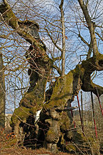 Bad Kötzting Naturdenkmal Wolframslinde