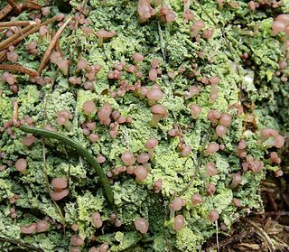 <i>Baeomyces</i> Genus of lichens