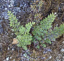 Baja California false cloak fern overall habit.jpg