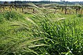 Barley swaying in the wind.jpg