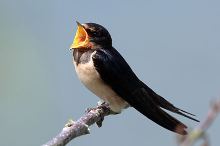 The Illyrian taulánt- and its Ancient Greek translation chelidón- mean "swallow".