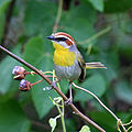 Rufous-capped Warbler  (Basileuterus rufifrons, cat. )