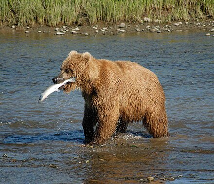 Brown bear feeding on infrequent, but predictable, salmon migrations in Alaska