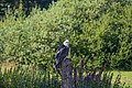 Bearded vulture (23381398603).jpg