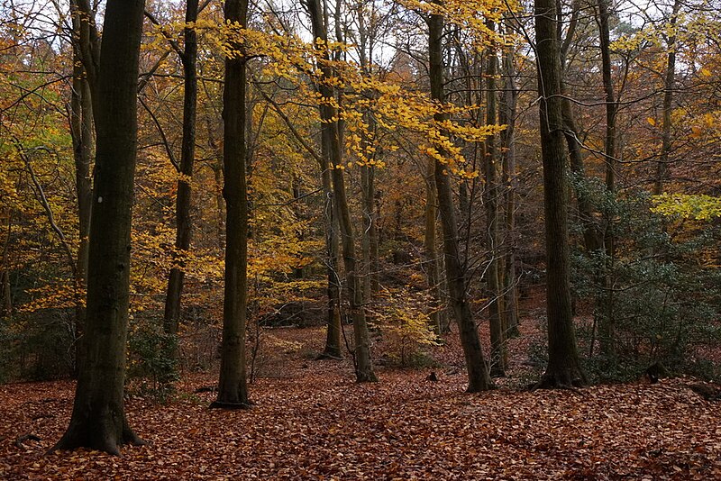 File:Beech woodland in Alice Holt Forest - geograph.org.uk - 5598718.jpg