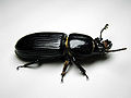 Bess beetle