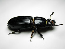 Beetle-Hissing.jpg