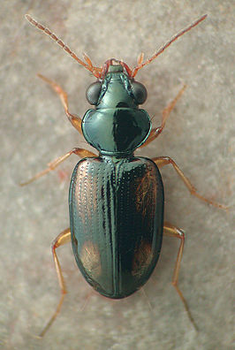 Bembidion poculare