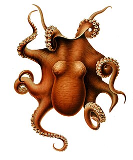 Muusoctopus levis