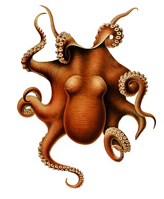 <i>Muusoctopus levis</i> Species of octopus