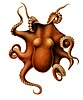 A zoological drawing of a Benthoctopus levis, a reddish-brown coloured octopus.