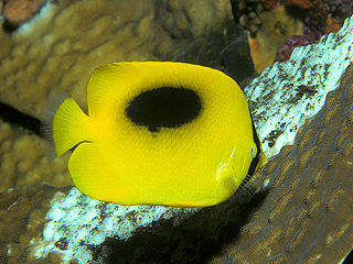 <span class="mw-page-title-main">Mirror butterflyfish</span> Species of fish